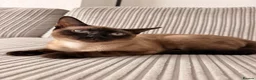 Mixed Breed cats for sale: Beautiful Young Male Cat Looking for a Loving Home in Birmingham - Advert 1