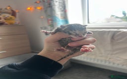 Mixed Breed cats for sale: 2 black & silver (tortoise shell) LEFT  - Image 4