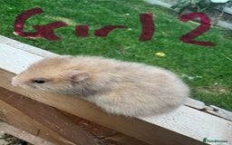 Hamster rodents for sale: Baby syrian hamsters males and females - Image 20