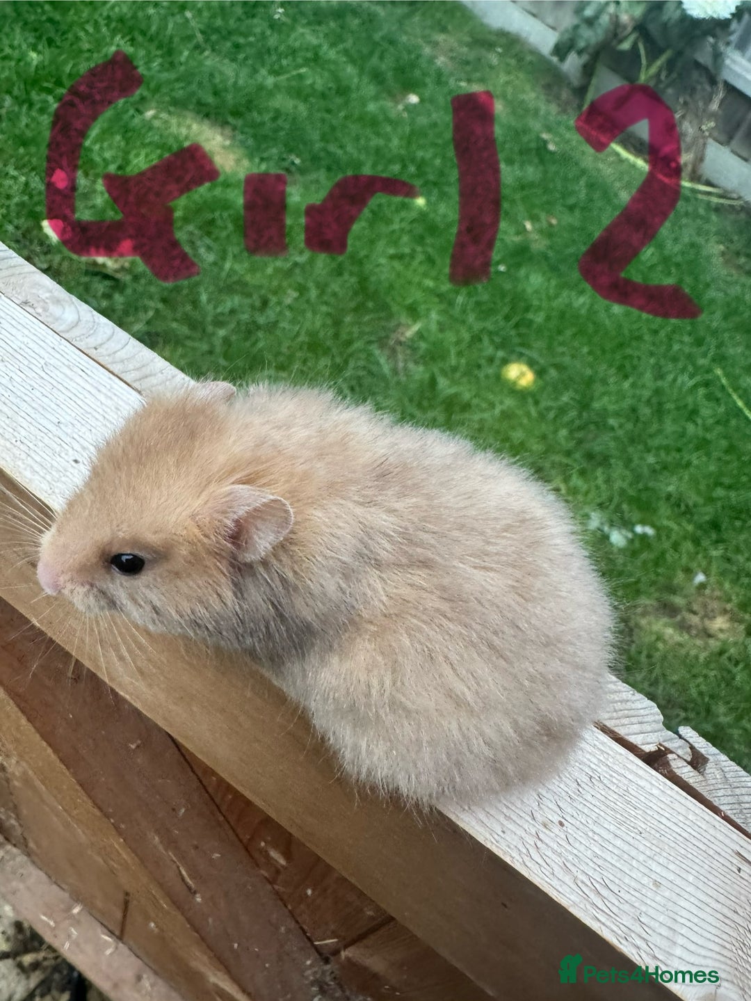 Hamster rodents for sale: Baby syrian hamsters males and females - Image 20