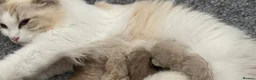 Ragdoll cats for sale: Registered kitten looking for forever home - Advert 8