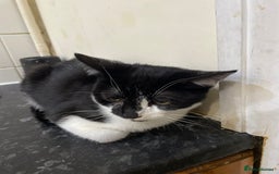 Mixed Breed cats for sale: 2 male kittens - Image 3