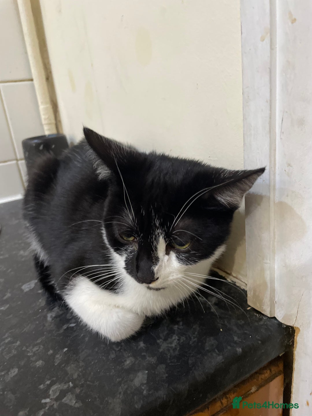 Mixed Breed cats for sale: 2 male kittens - Image 3