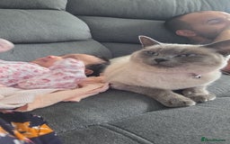 Ragdoll cats for sale: Female Ragdoll- READ DESCRIPTION - Image 3