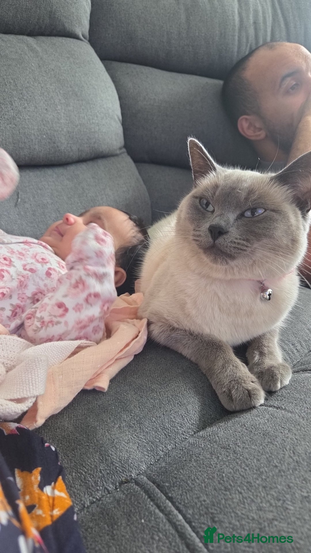 Ragdoll cats for sale: Female Ragdoll- READ DESCRIPTION - Image 3