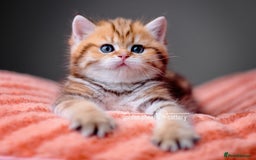 British Shorthair cats for sale: Show Quality Golden Shaded Kittens - Image 9