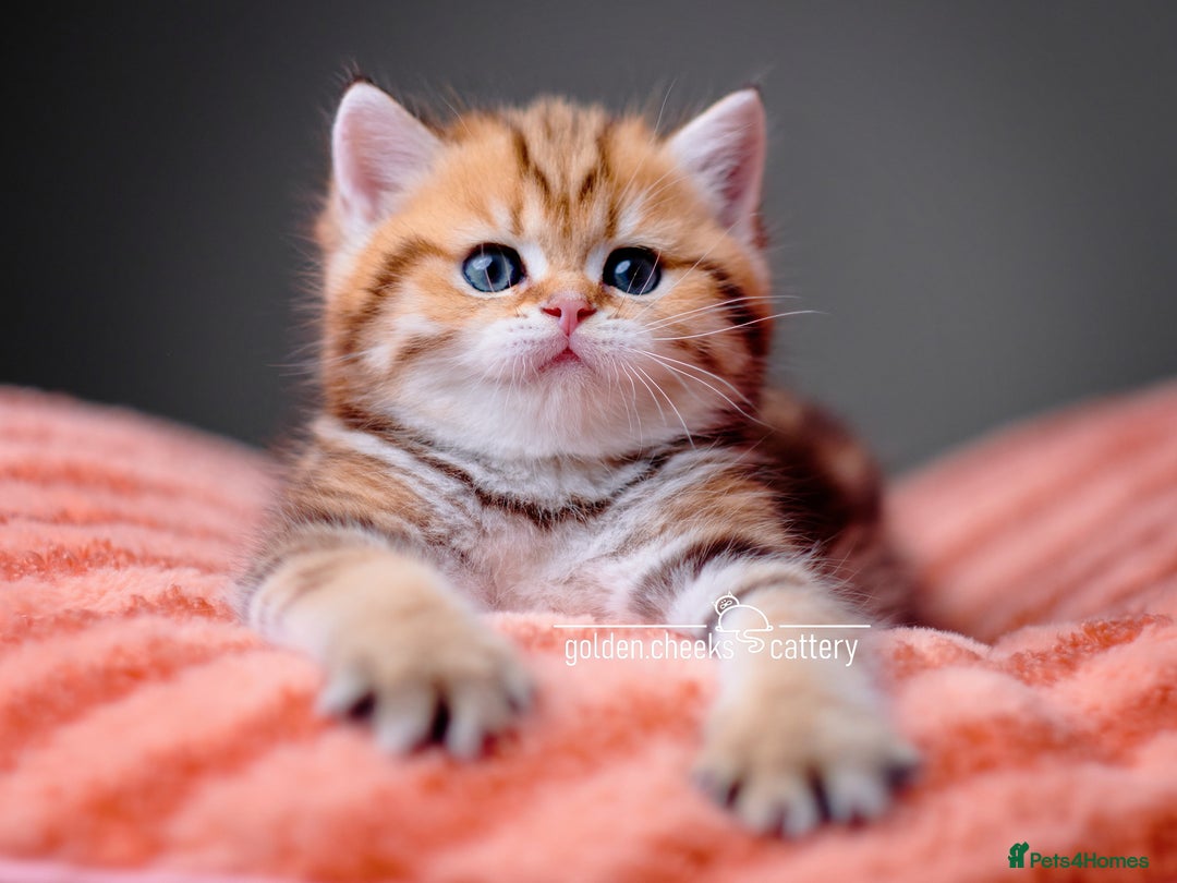 British Shorthair cats for sale: Show Quality Golden Shaded Kittens - Image 9