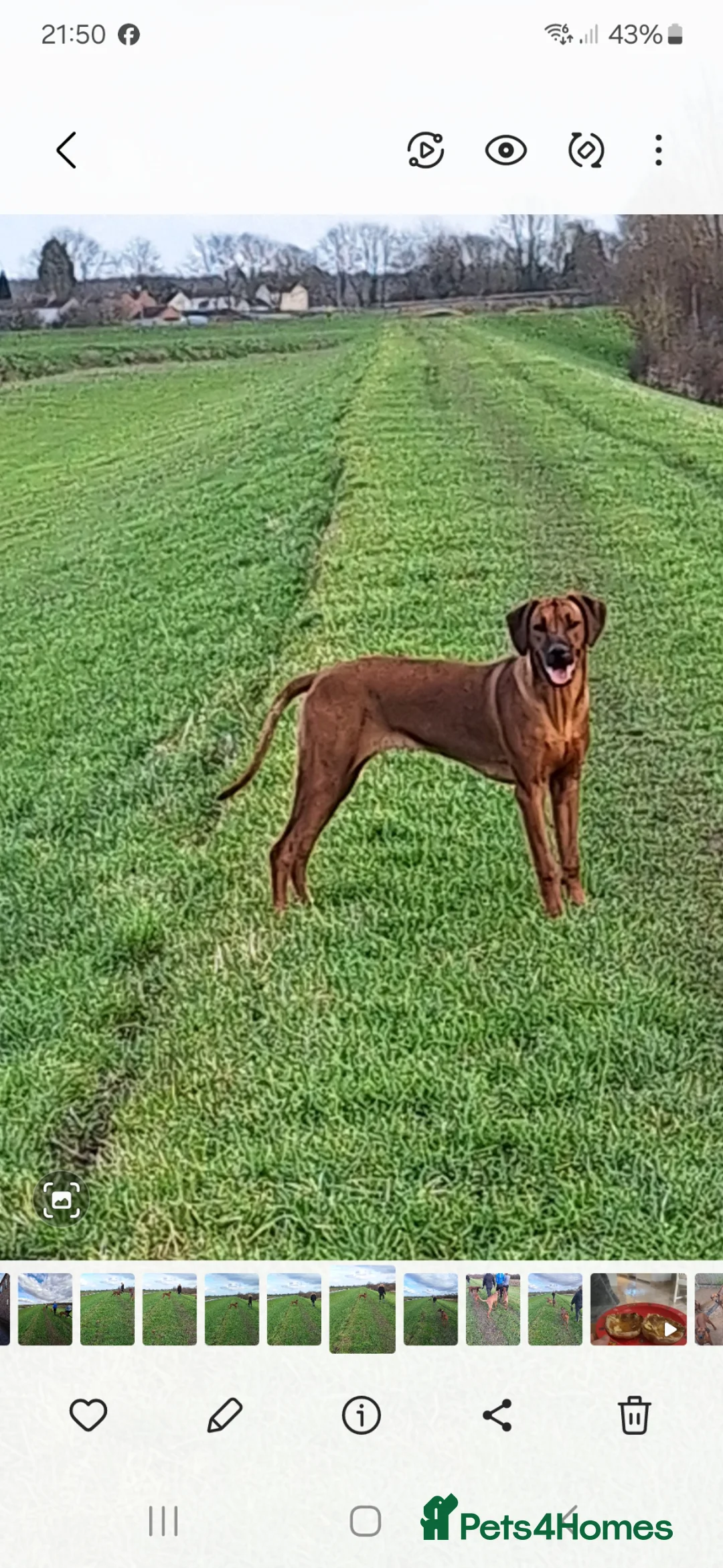Rhodesian Ridgeback dogs for sale: Waiting list open  - Advert 6