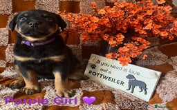 Rottweiler dogs for sale: Stunning kc registered Rottweiler pups.  - Image 14