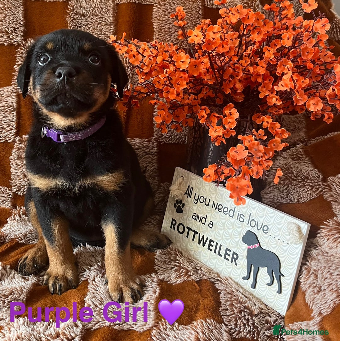 Rottweiler dogs for sale: Stunning kc registered Rottweiler pups.  - Image 14