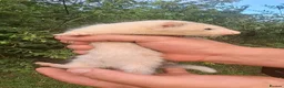 Ferret rodents for sale: Silver and Sable Ferrets for Sale Ready Now in Devizes - Advert 4