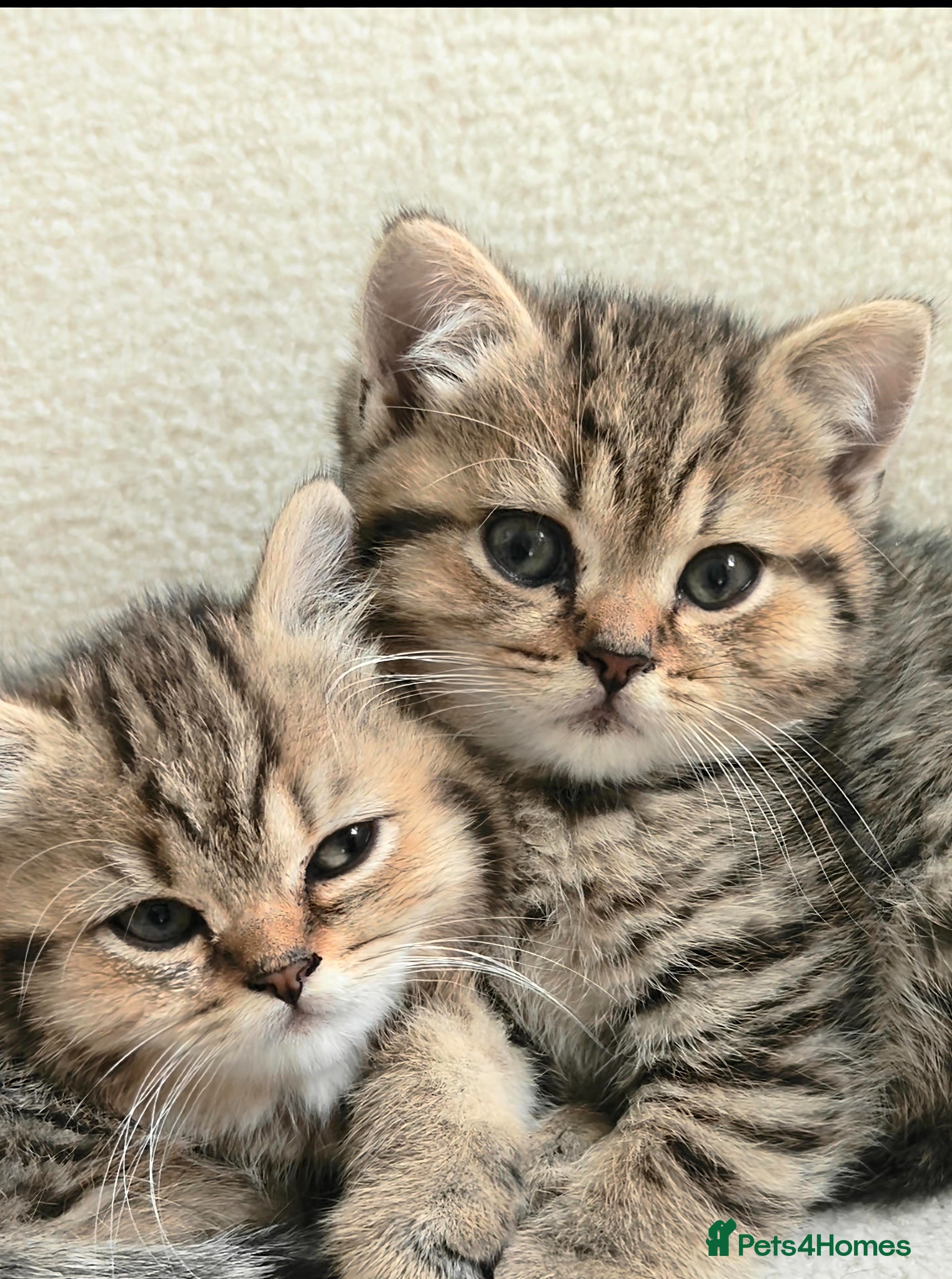 British Shorthair cats for sale: Beautiful British Shorthair Kittens - Advert 1