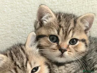 British Shorthair cats for sale: Beautiful British Shorthair Kittens - Advert 1