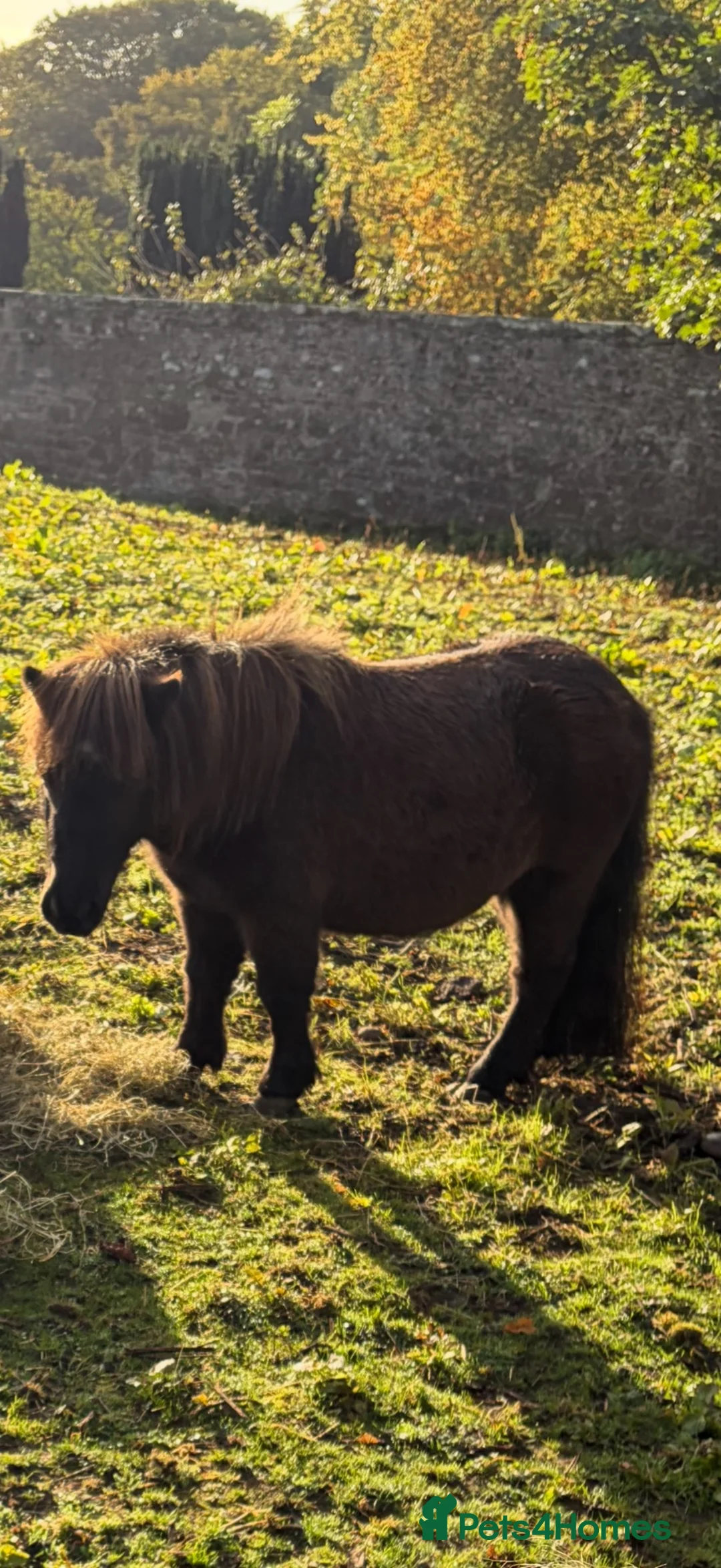 Miniature horses for sale: Registered mini Shetland  - Advert 4