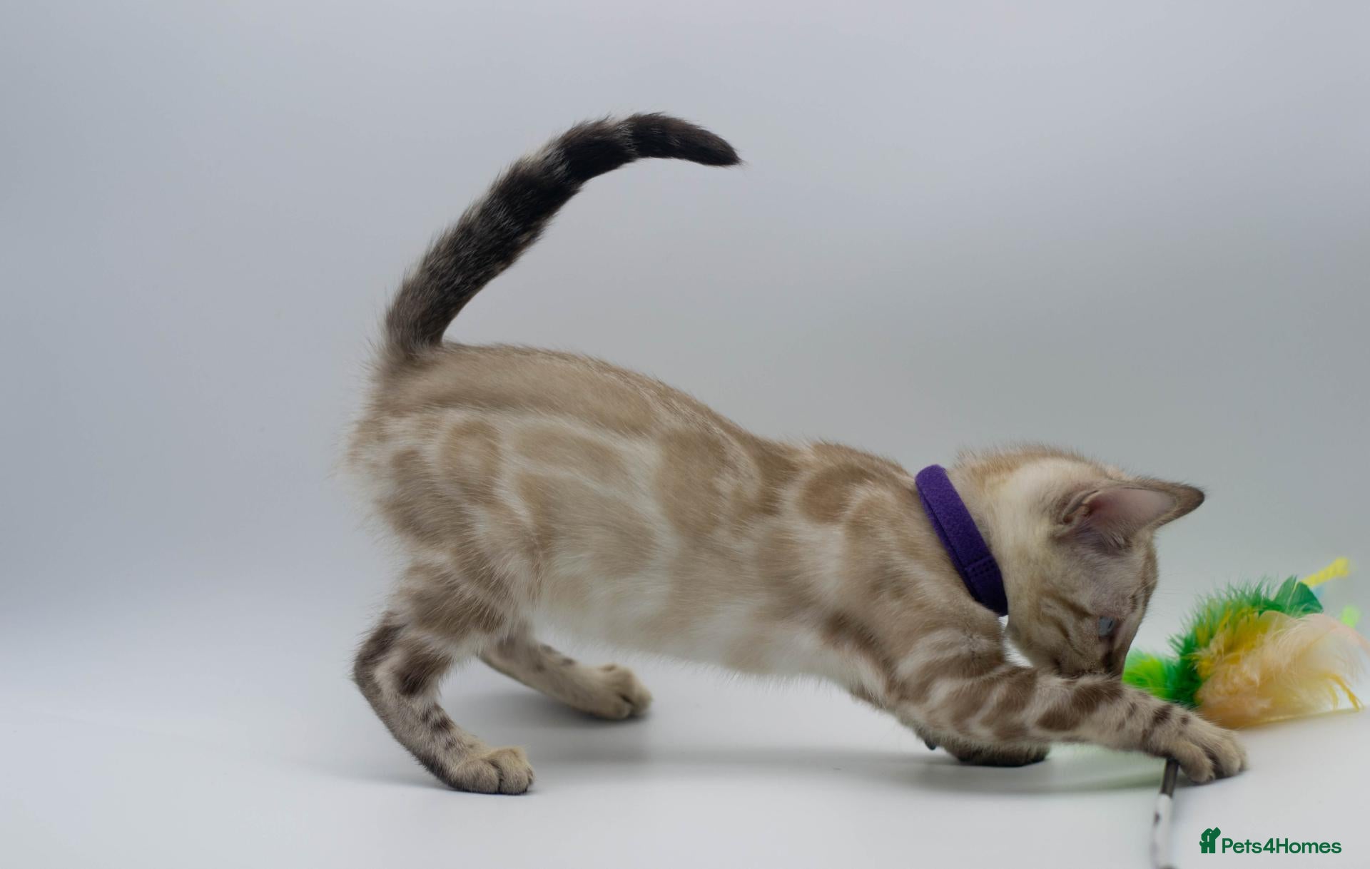 Bengal cats for sale: Last Snow Lynx Bengal Girl - TICA Registered - Advert 14