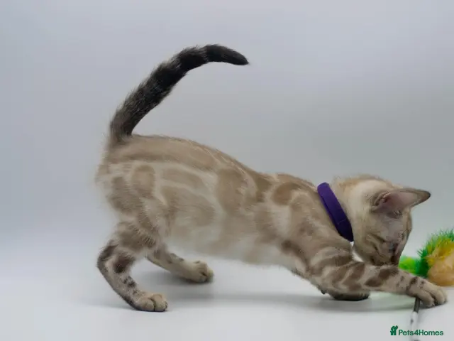 Bengal cats for sale: Last Snow Lynx Bengal Girl - TICA Registered - Advert 14