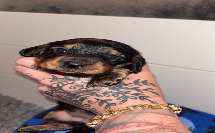Miniature Dachshund dogs - Advert 14