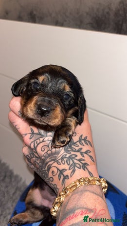 Miniature Dachshund dogs - Advert 4