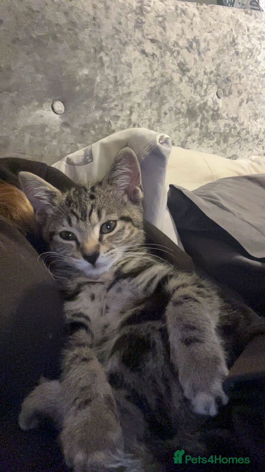 Bengal cats for sale: Kitten - Advert 1