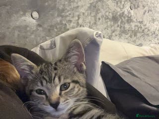 Bengal cats Kitten - Advert 1