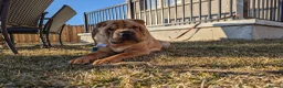 Shar Pei dogs for sale: Beautiful litter of Shar Pei Puppies  - Advert 12