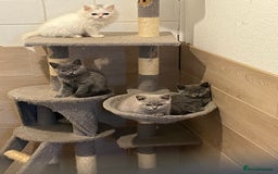 British Shorthair cats for sale: Gorgeous Pure British Shorthaired Kittens  - Image 10