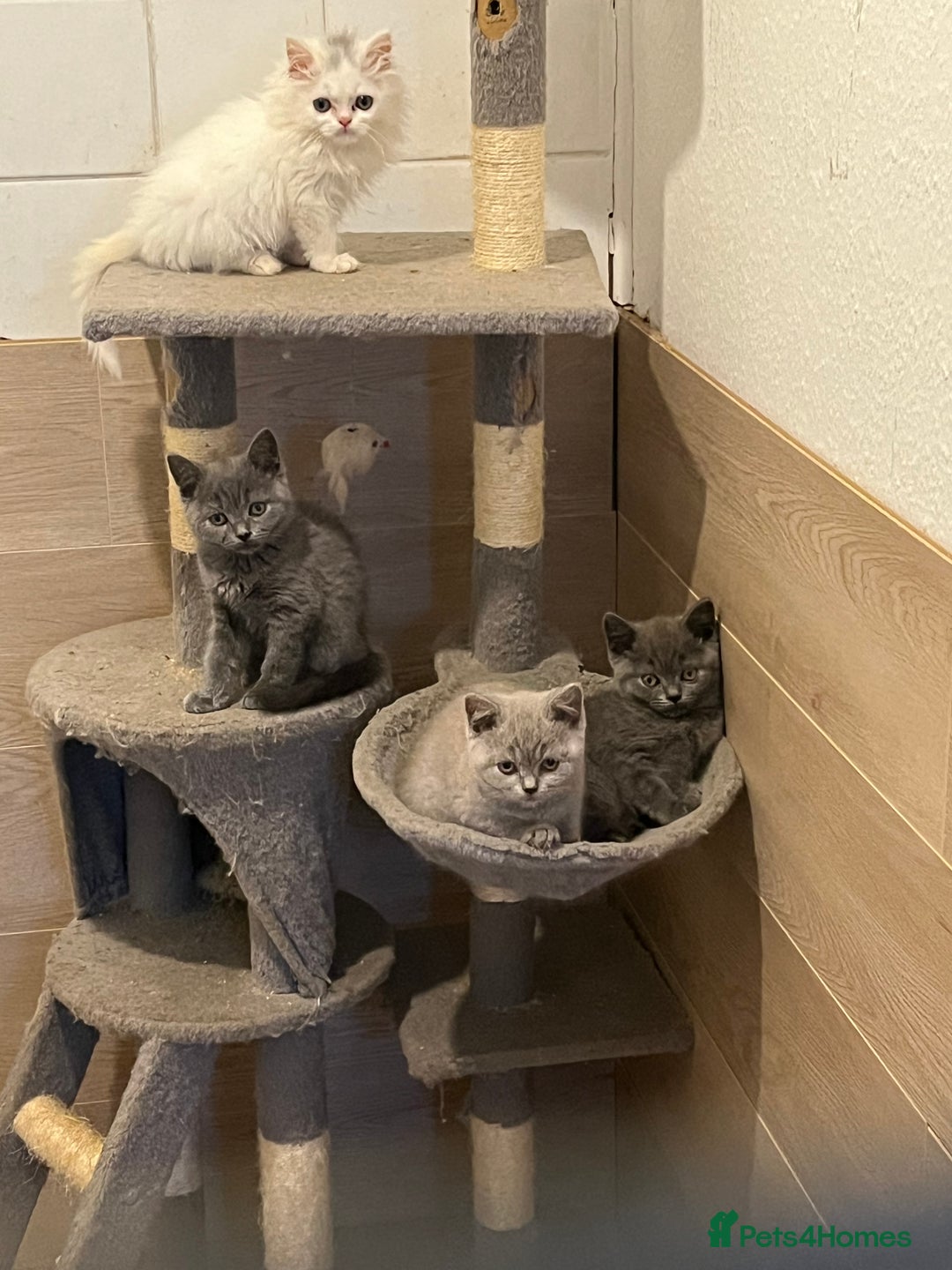 British Shorthair cats for sale: Gorgeous Pure British Shorthaired Kittens  - Image 10
