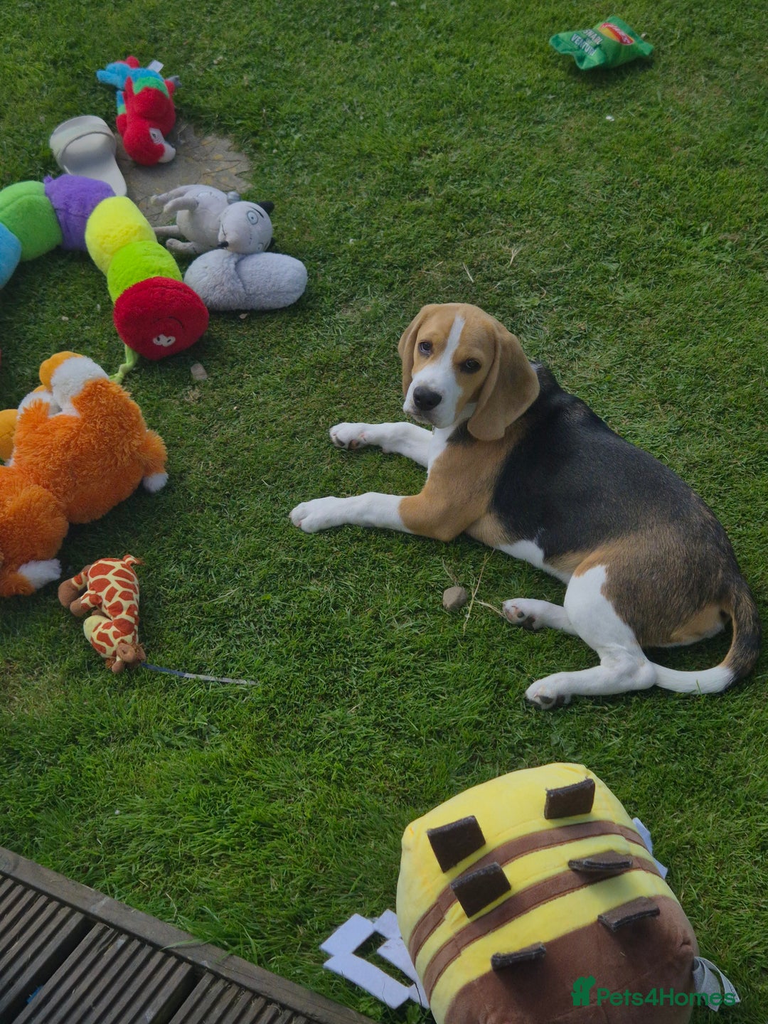 Beagle dogs for sale: Looking for a new loving family 10 mouths beagle  - Advert 13
