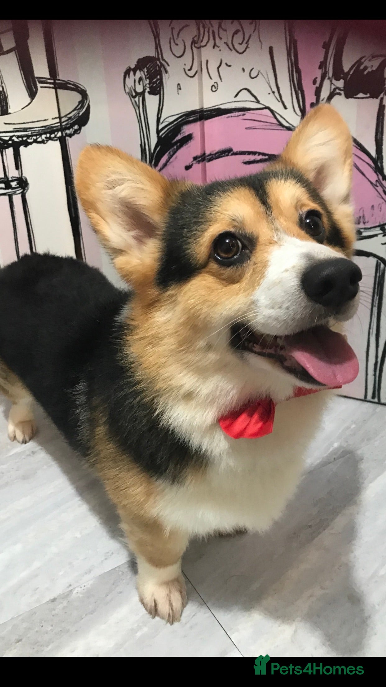 Welsh Corgi Pembroke dogs TOP QUALITY PROVEN !!! KC Pembroke Corgi for stud in Rugby - Advert 1