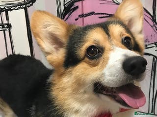 Welsh Corgi Pembroke dogs TOP QUALITY PROVEN !!! KC Pembroke Corgi for stud in Rugby - Advert 2