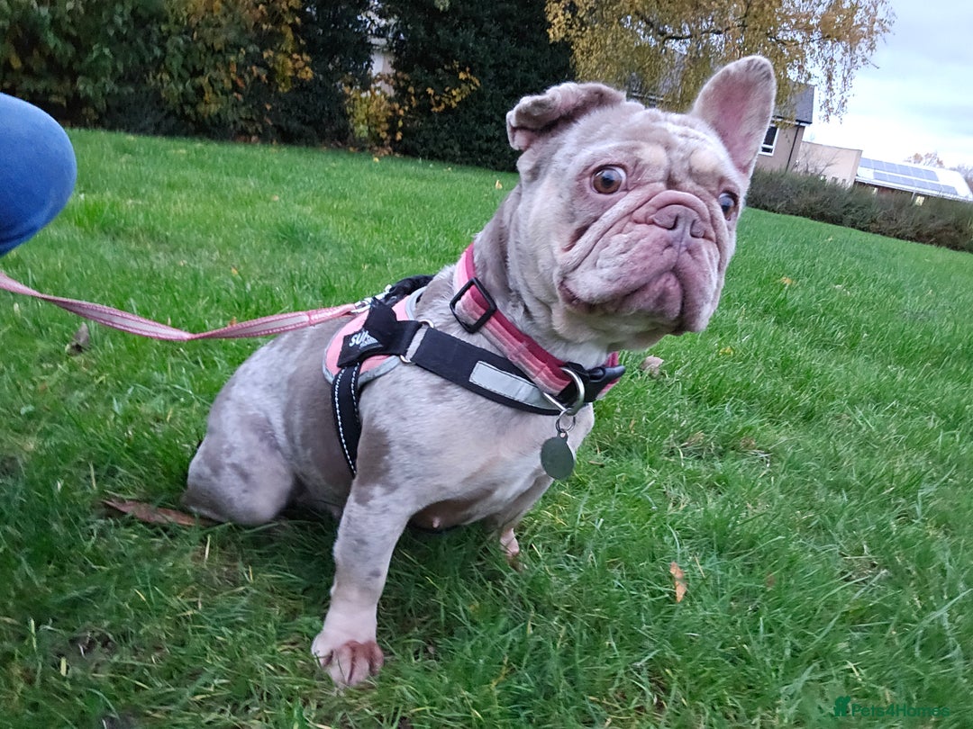 French Bulldog dogs for sale: Female 2 1/2 Yr old French bulldog - Advert 1