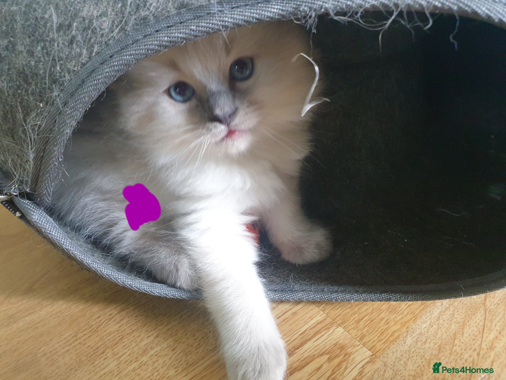 Ragdoll cats for sale: Ragdoll fluffy kittens x 4 chocolate seal point - Advert 1