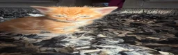 Mixed Breed cats for sale: *Beautiful mixed litter* - Advert 10
