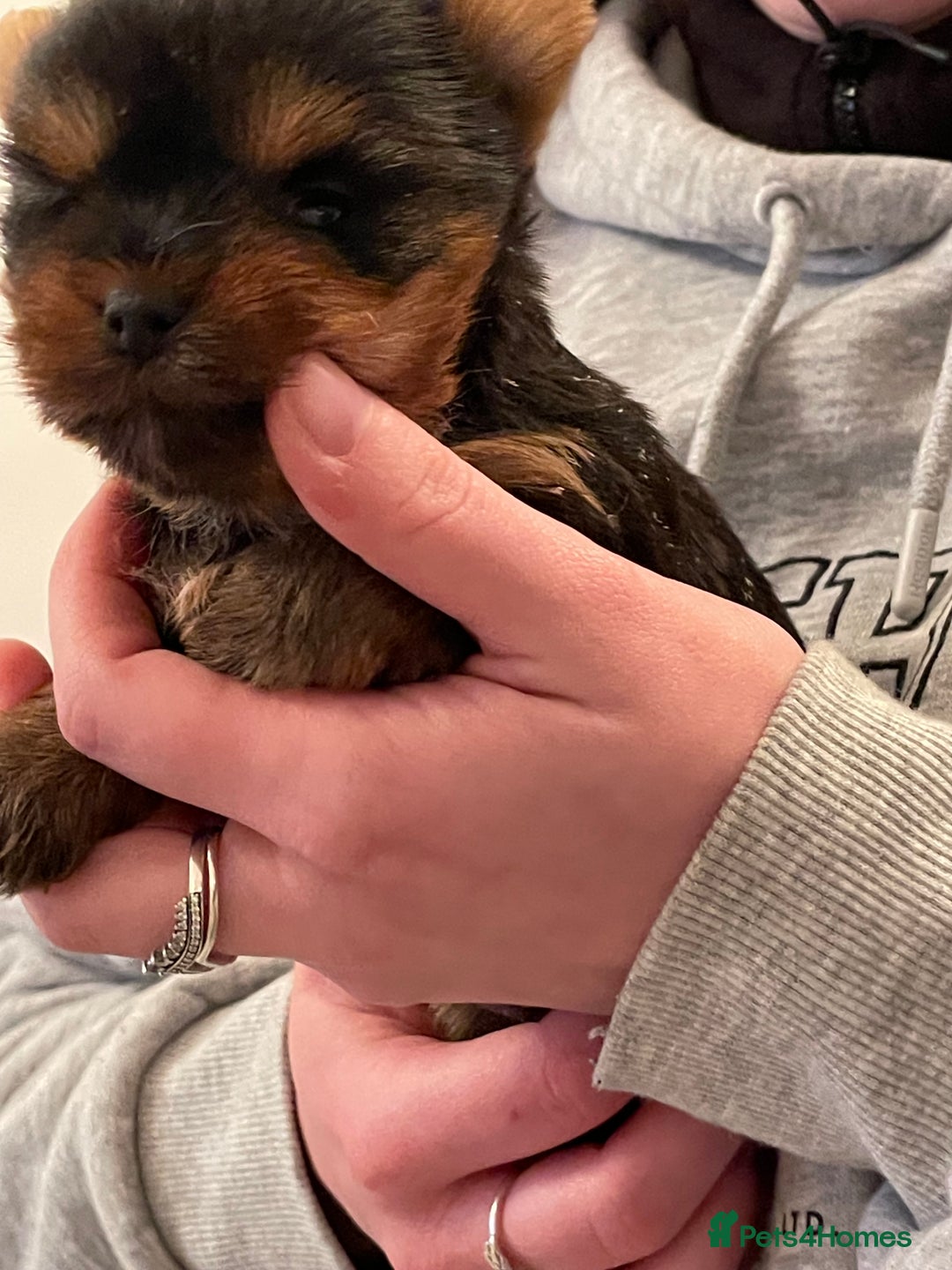 Mixed Breed dogs for sale: Biewer terrier puppy male, vaccs chip ect  - Image 12