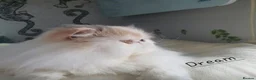 Persian cats for sale: Gorgeous Persian girl  - Advert 4