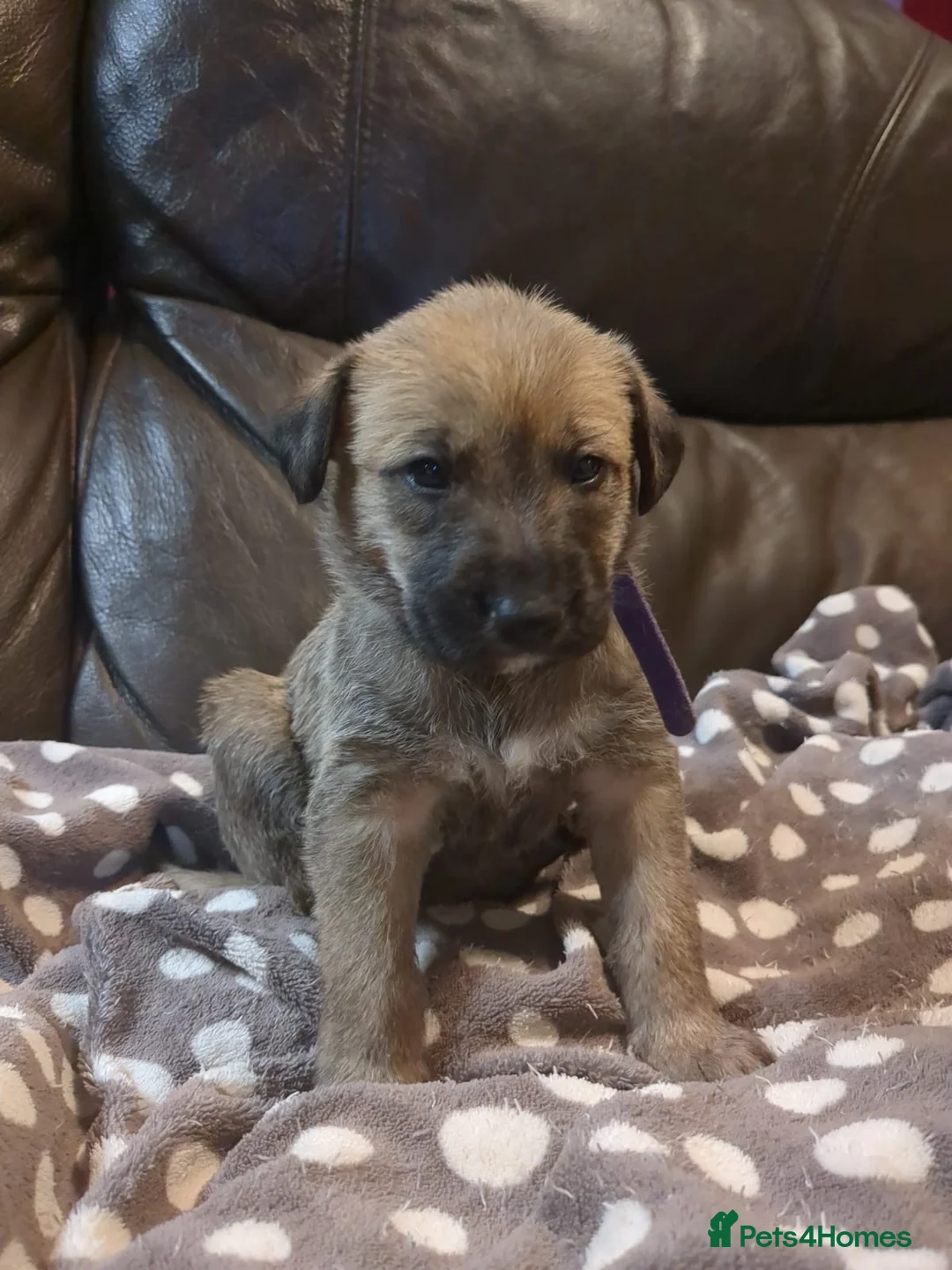 Lurcher dogs for sale: Lurcher pups Bedlington x whippet x greyh x collie - Advert 11