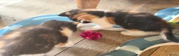 Mixed Breed cats for sale: GORGEOUS MAINE COON X PERSIAN KITTENS  - Advert 28