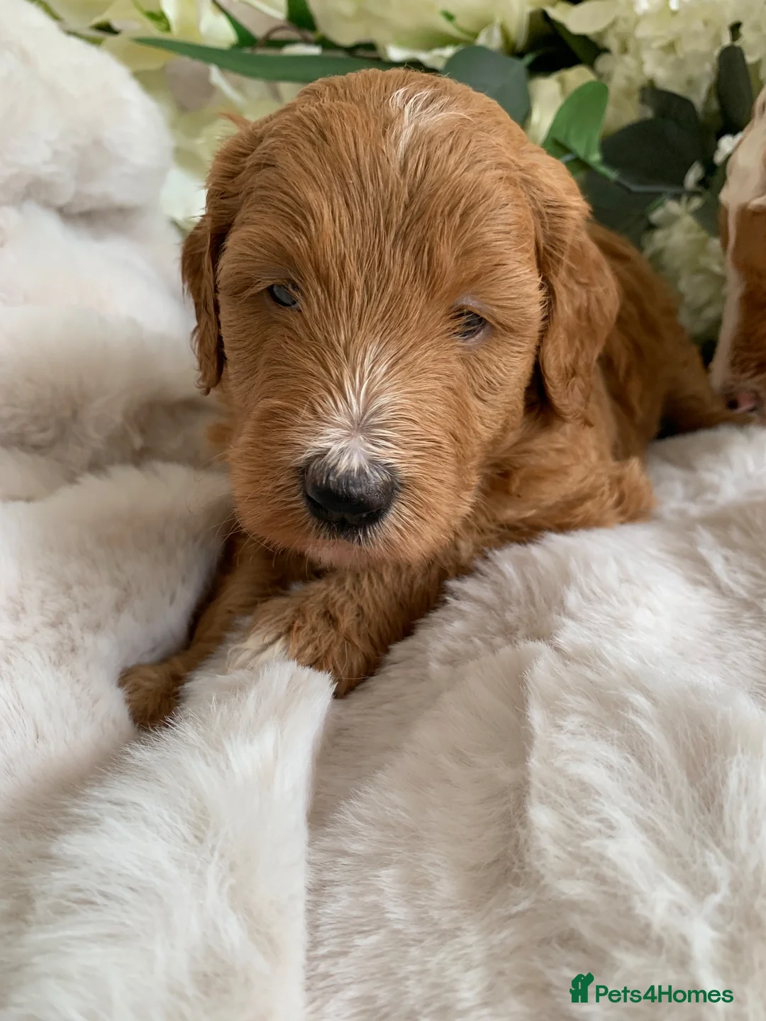 Australian Labradoodle dogs for sale: DNA TESTED AUSTRALIAN LABRADOODLE PUPPIES  - Advert 11