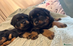 Rottweiler dogs for sale: Rottweiler Puppies  - Image 3