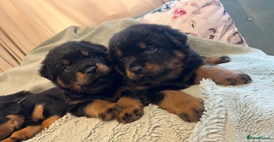 Rottweiler dogs - Advert 11