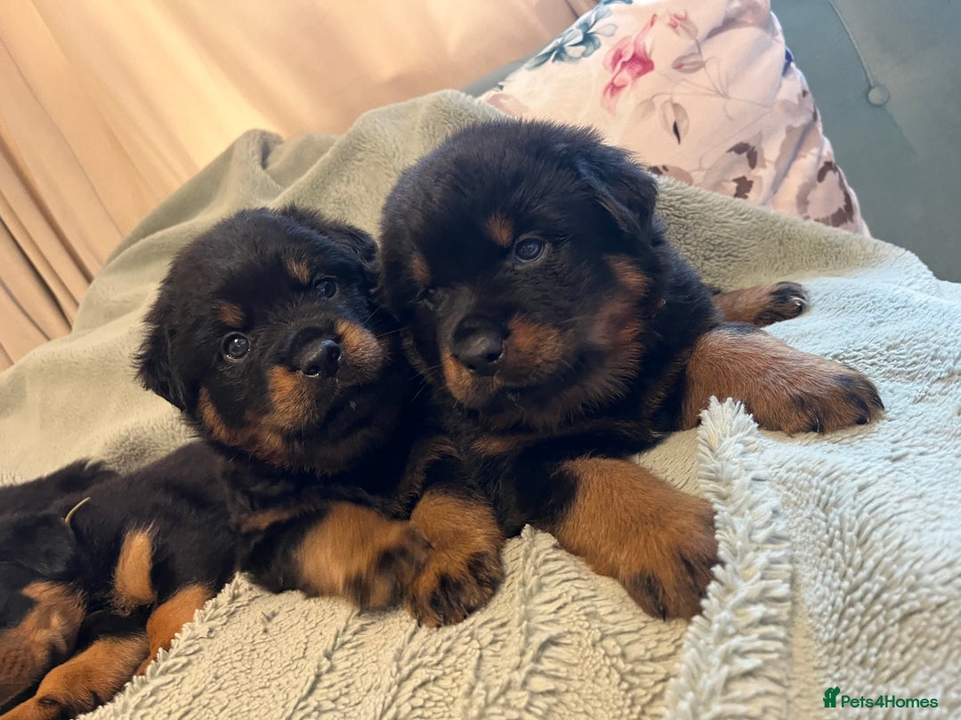 Rottweiler dogs for sale: Rottweiler Puppies  - Image 3