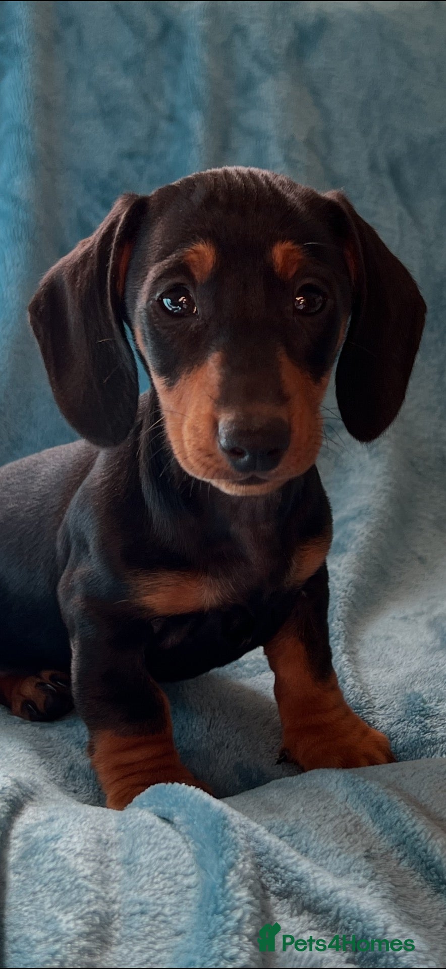 Miniature Dachshund dogs Miniature dachshund, 1 boy left.  - Advert 15