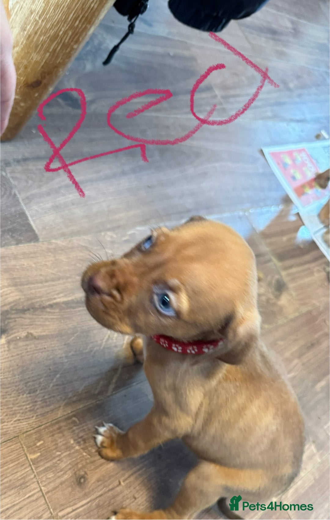 Mixed Breed dogs for sale: Dogue de bordeaux cross spaniel - Image 4