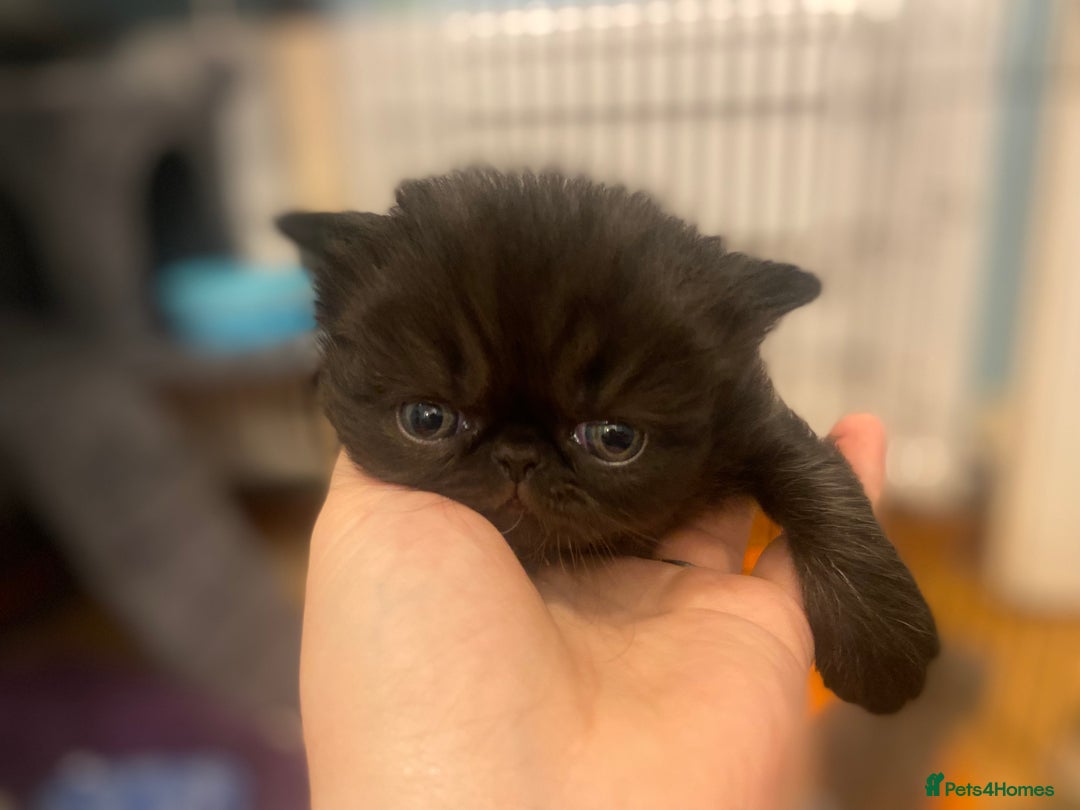 Persian cats for sale: Stunning pedigree Persian kittens - Advert 3