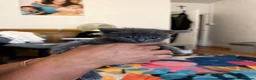 Domestic Shorthair cats for sale: Adorable 7-Week-Old Kittens Ready for Loving Home! in London - Advert 13