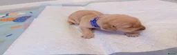 Golden Retriever dogs for sale: Golden Retriever Puppies - Advert 7