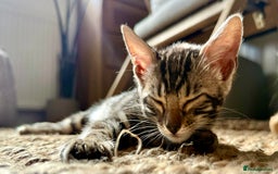 Bengal cats for sale: Stunning Glittered Pedigree Bengal Female TICA reg - Image 5