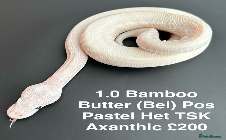 Python Snake reptiles Royal Pythons  - Advert 4