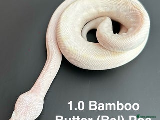 Python Snake reptiles Royal Pythons - Advert 7