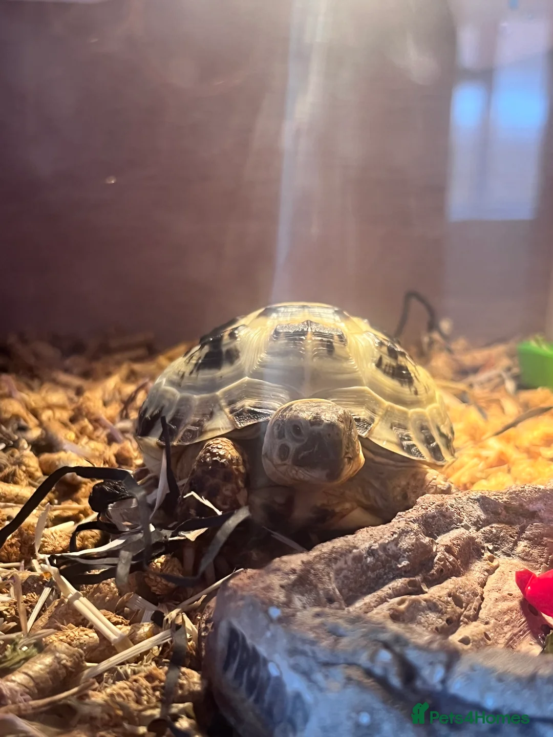 Tortoise reptiles for sale: Horsefield Tortoise 🐢  - Advert 9